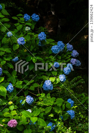 木漏れ日に咲く青い紫陽花と緑の庭 木漏れ日に咲く青い紫陽花と緑の庭 139662424
