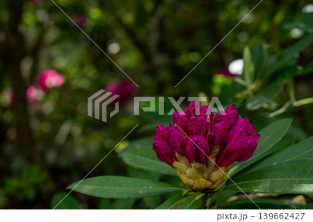 開花前の石楠花のつぼみと緑の背景 139662427