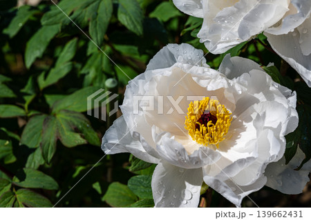 水滴をまとった白いボタンの花のクローズアップ 水滴をまとった白いボタンの花のクローズアップ 139662431