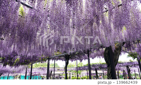 かざはやの里の藤の花 かざはやの里の藤の花 139662439