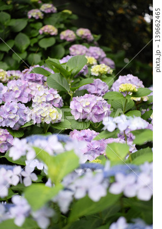 梅雨の紫陽花ガーデン公園 139662465