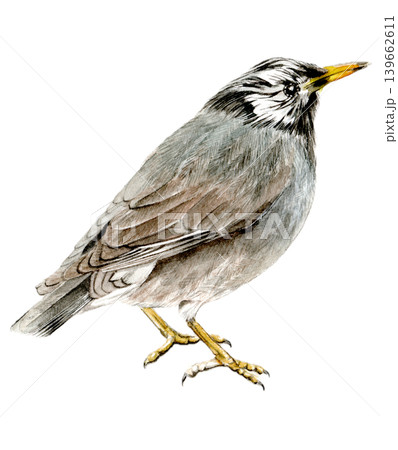 手描きのムクドリ(手描き・水彩画)野鳥 手描きのムクドリ(手描き・水彩画)野鳥 139662611