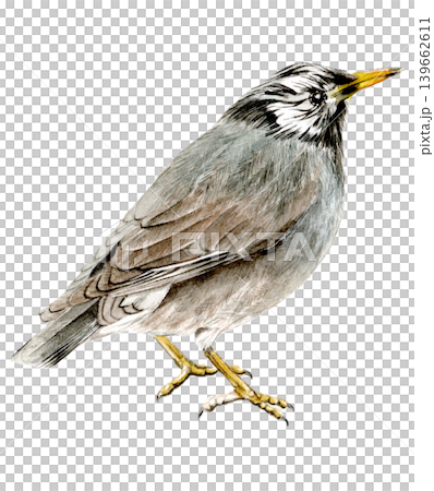 手描きのムクドリ(手描き・水彩画)野鳥 手描きのムクドリ(手描き・水彩画)野鳥 139662611