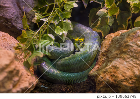 wild snake in the zoo 139662749