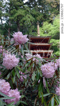 美しい石楠花の花 139662797