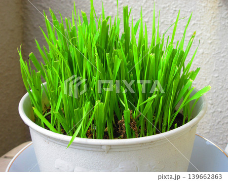 新鮮な猫草の風景 新鮮な猫草の風景 139662863