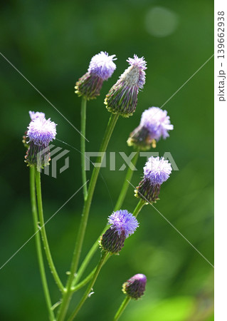 キツネアザミ(狐薊) キツネアザミ(狐薊) 139662938