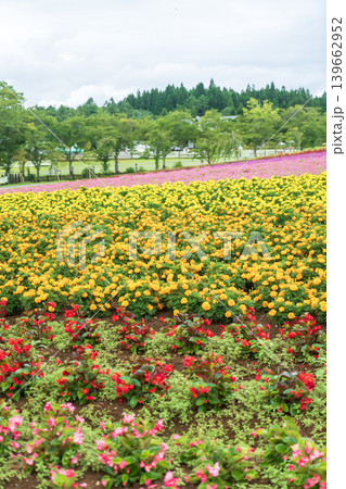 広大な花畑 広大な花畑 139662952