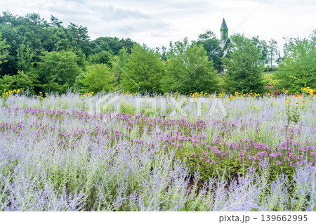 教会と花畑のある風景 教会と花畑のある風景 139662995