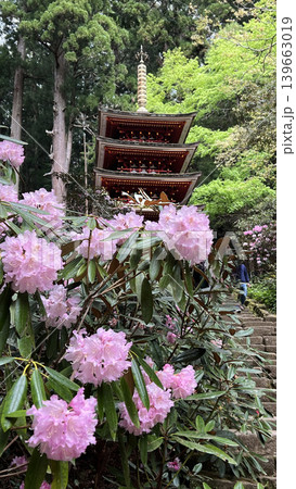 長谷寺の登廊と牡丹 長谷寺の登廊と牡丹 139663019
