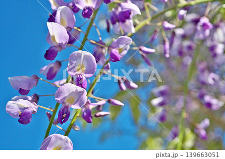 薄紫色のフジの花（春、四月） 139663051