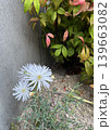 白い花 139663082