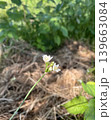 春の花 139663084