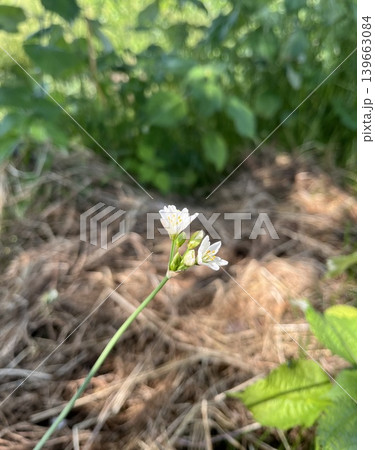 春の花 春の花 139663084