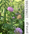 野に咲く花 139663086