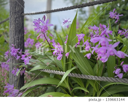 和風　紫色の花　背景向き　素材 139663144