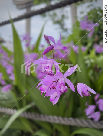 縦画像　シランの花アップ　紫の花　背景素材 139663145