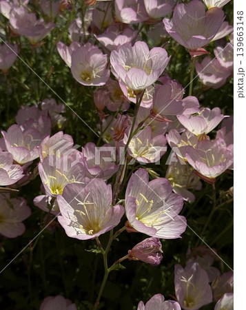 ヒルザキツキミソウ 群生寄り 背景花素材 ヒルザキツキミソウ 群生寄り 背景花素材 139663148