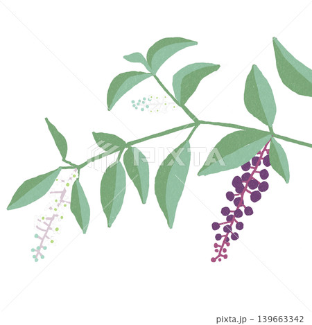 花のイラスト 洋種山牛蒡の花 花のイラスト 洋種山牛蒡の花 139663342