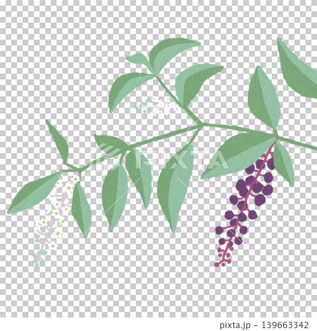 花のイラスト 洋種山牛蒡の花 花のイラスト 洋種山牛蒡の花 139663342