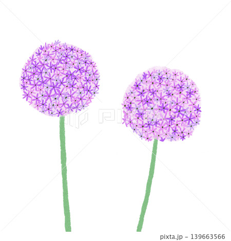 花のイラスト アリウム 花のイラスト アリウム 139663566