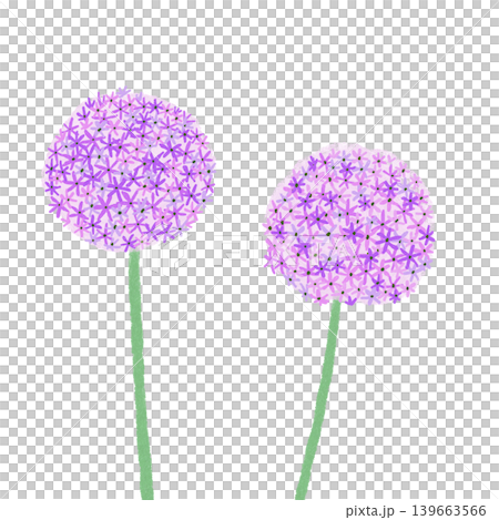 花のイラスト アリウム 花のイラスト アリウム 139663566