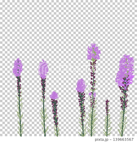花卉插圖：翠菊 139663567