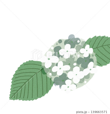 花のイラスト　オオデマリ 139663571