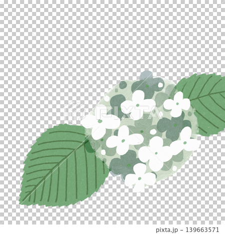 花のイラスト　オオデマリ 139663571