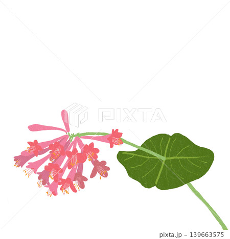 花のイラスト ツキヌケニンドウ 花のイラスト ツキヌケニンドウ 139663575