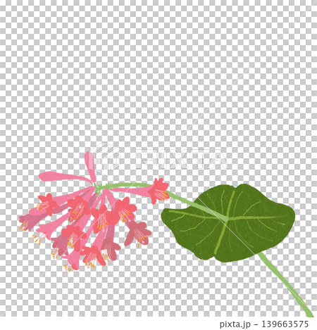 花のイラスト ツキヌケニンドウ 花のイラスト ツキヌケニンドウ 139663575