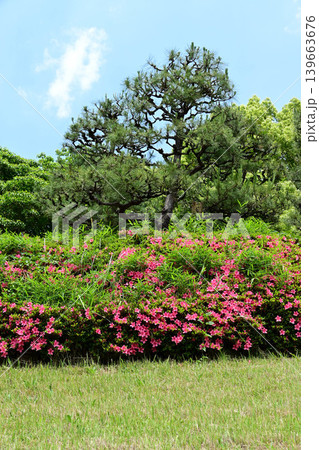 新緑の代々木公園 139663676