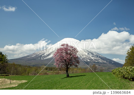 羊蹄山と一本桜 羊蹄山と一本桜 139663684