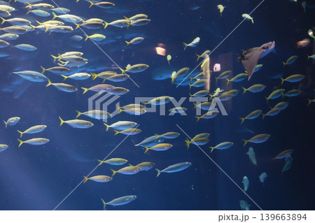 水族館 水族館 139663894