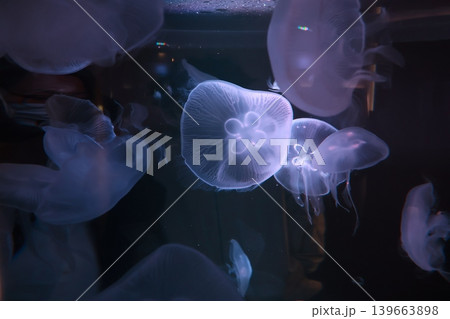 水族館 クラゲ 水族館 クラゲ 139663898