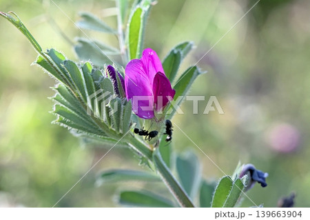 Vicia sativa, known as the common vetch, garden vetch, tare or simply vetch, is a nitrogen-fixing leguminous plant in the family Fabaceae Vicia sativa, known as the common vetch, garden vetch, tare or simply vetch, is a nitrogen-fixing leguminous plant in the family Fabaceae 139663904