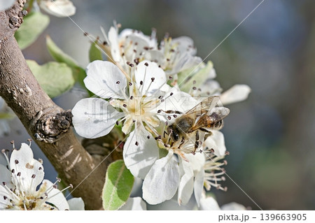 Pyrus spinosa (syn. Pyrus amygdaliformis), the almond-leaved pear, is a species of flowering plant in the family Rosaceae, native to the northern Mediterranean region 139663905