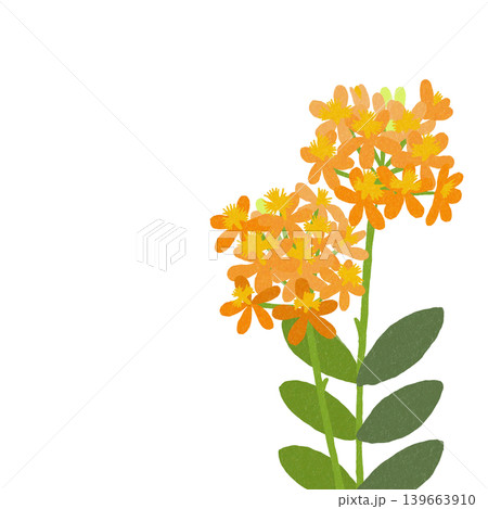 花のイラスト エピデンドラム 花のイラスト エピデンドラム 139663910