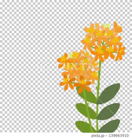 花のイラスト エピデンドラム 花のイラスト エピデンドラム 139663910