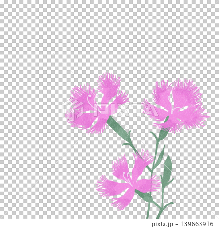 Flower illustration: Carnation 139663916