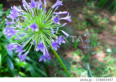 紫色の花のアガパンサス 紫色の花のアガパンサス 139663947