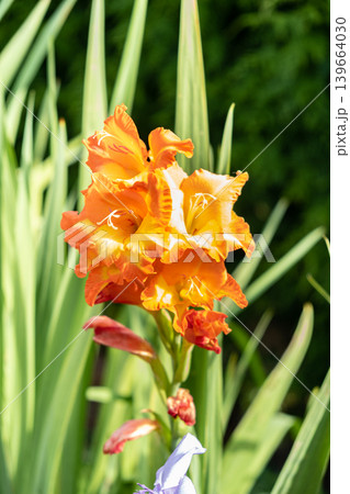 orange gladiolus flower close-up under the summer sun 139664030