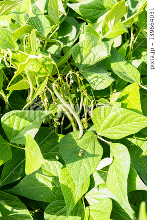 growing green beans in a permaculture garden in summer 139664031