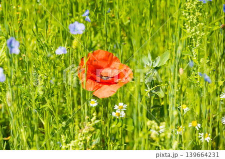 Red poppy flowers on blue flax field Red poppy flowers on blue flax field 139664231