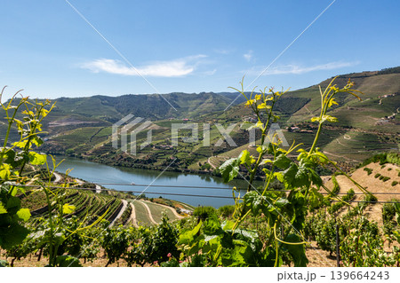 Douro Valley vineyards and river framed by grape leaves in Portugal 139664243