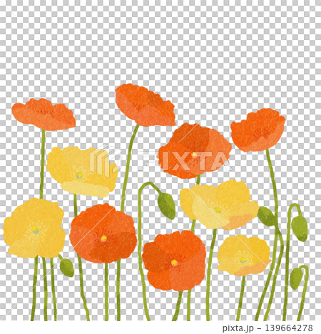 花卉插圖:罌粟 花卉插圖:罌粟 139664278