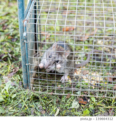 living rat trapped in an iron cage 139664312
