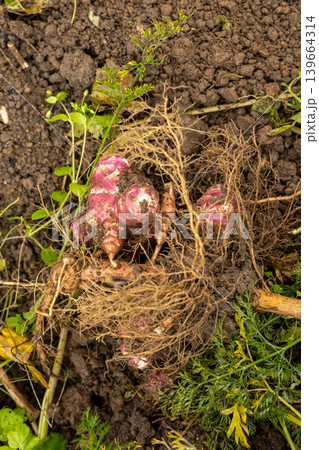 Jerusalem artichokes harvested in an organic portager Jerusalem artichokes harvested in an organic portager 139664314