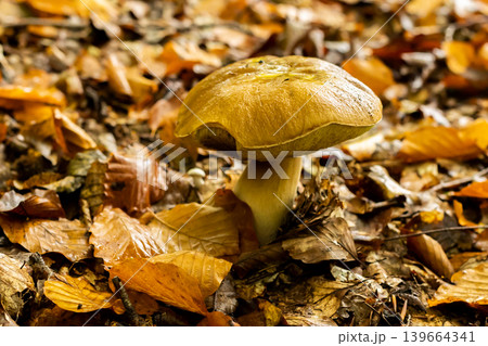 Young boletus after rain in autumn in the forest 139664341
