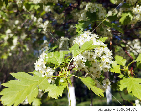 Clusters of delicate white hawthorn blossoms bloom under bright sunlight, framed by vibrant green leaves. The photo captures a fresh spring atmosphere with a soft, blurred park background Clusters of delicate white hawthorn blossoms bloom under bright sunlight, framed by vibrant green leaves. The photo captures a fresh spring atmosphere with a soft, blurred park background 139664378